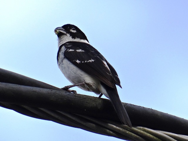 Semillero cuello blanco (White-collared Seedeater)