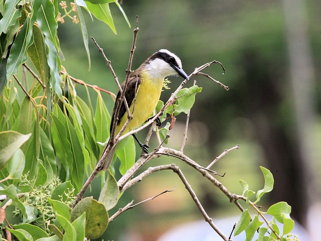 Bienteveo común​ o pitohué (Great Kiskadee)