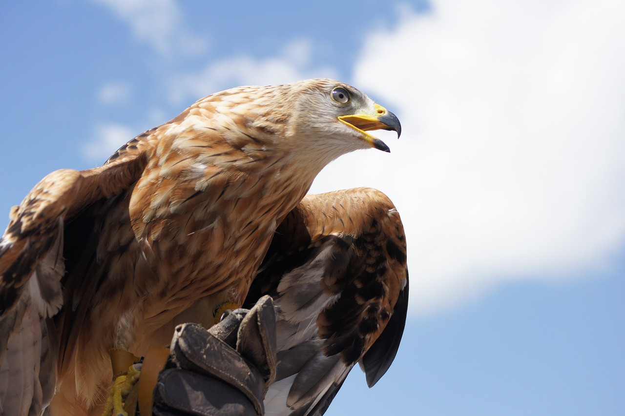 Golden eagle